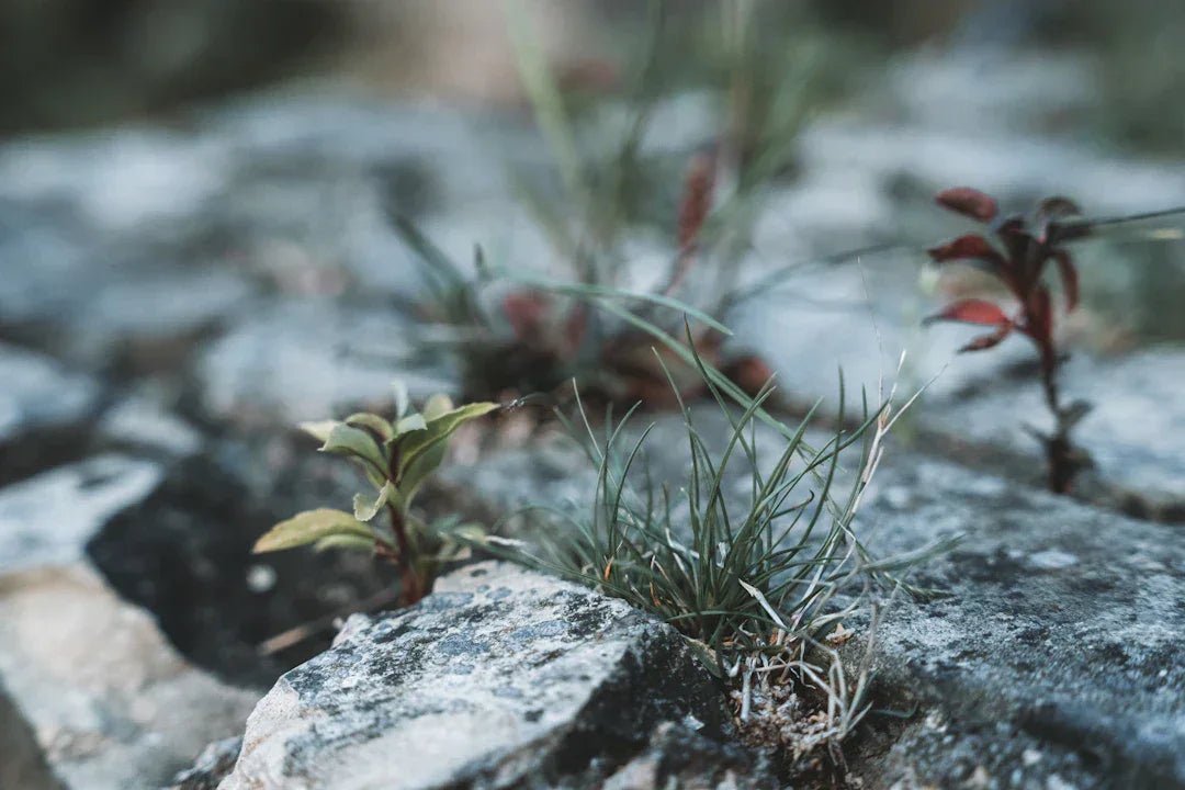 Emotional awareness drives growth mindset at avodah – Avodah Dynamics