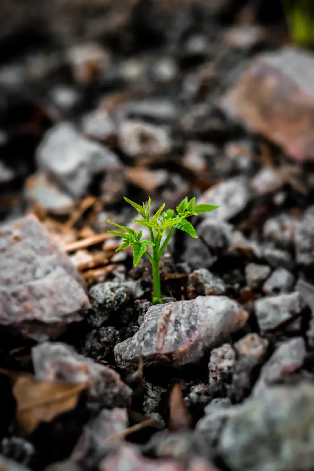Avodah dynamics growth mindset for personal development – Avodah Dynamics