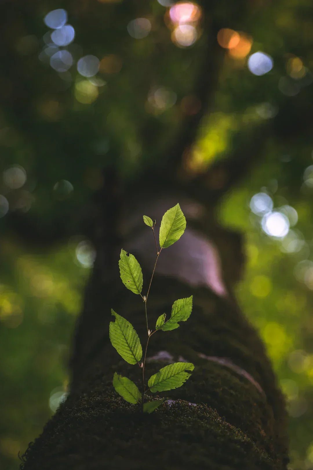 Avodah dynamics growth mindset lifelong learning store – Avodah Dynamics