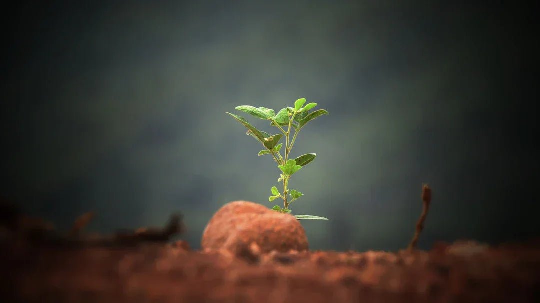 Unlock success with a growth mindset at avodah dynamics – Avodah Dynamics