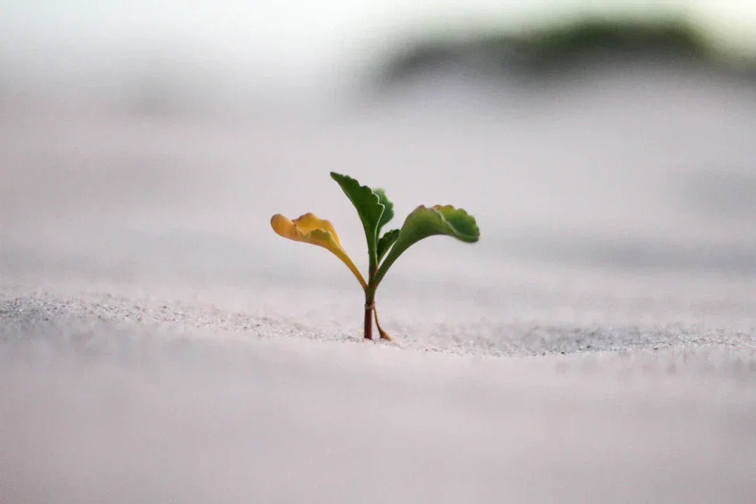 Avodah dynamics growth takes time unlock your potential – Avodah Dynamics