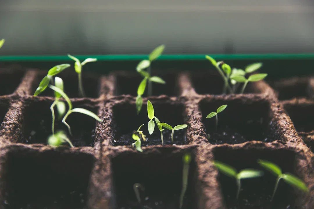 Transformative lessons for personal growth at avodah – Avodah Dynamics